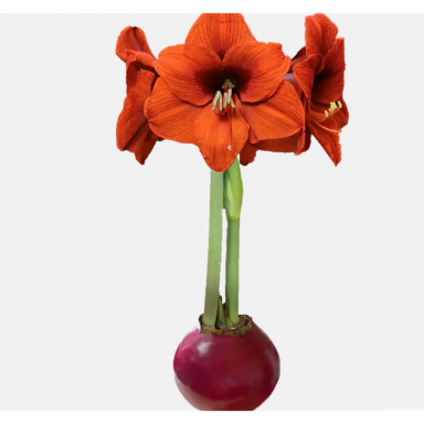Large Burgundy Orange Sovereign Fall Season Waxed Amaryllis Bulb size 36cm PLUS!